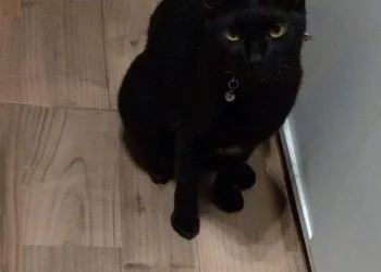 GATA ESTÁ DESAPARECIDA!! FAMILIA EM DESESPERO!!
