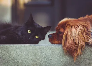 APROVADA PRISÃO PARA QUEM MATAR CÃES E GATOS