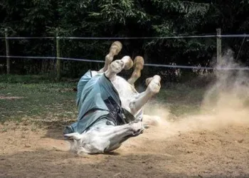 Em ação inédita, rodeio é suspenso para evitar crueldade com animais