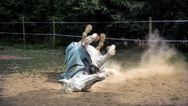 Em ação inédita, rodeio é suspenso para evitar crueldade com animais