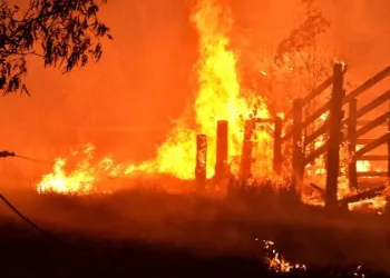 Inundação, fogo e praga: mudança climática é considerada culpada por desastres pelo mundo