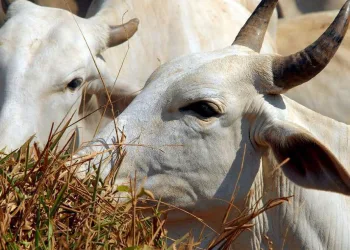 Campanha de vacinação contra febre aftosa vai até sábado