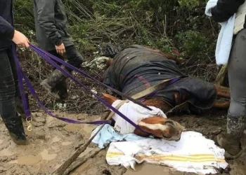 Cavalo tem corpo perfurado por cerca ao fugir de fogos de artifício