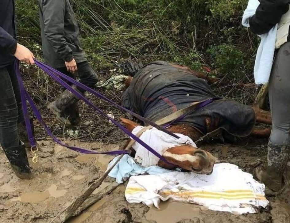 Cavalo tem corpo perfurado por cerca ao fugir de fogos de artifício