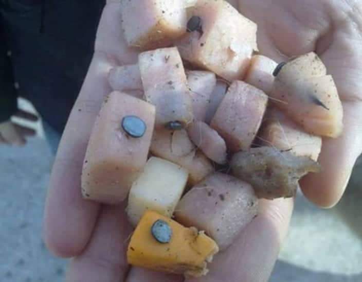 Atenção a quem tem cães e os passeia na rua.