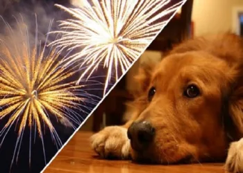 Os malefícios dos fogos de artifício para os cães