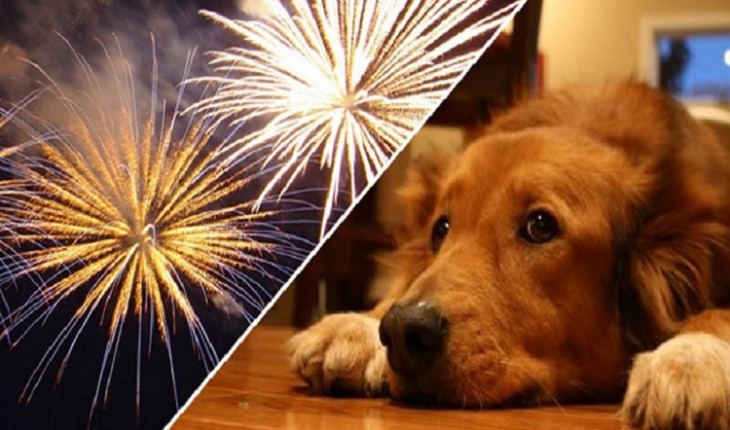 Os malefícios dos fogos de artifício para os cães