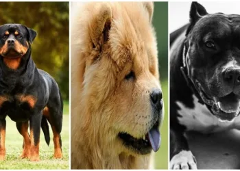 As 10 raças de cão mais perigosas: ‘força e violência’