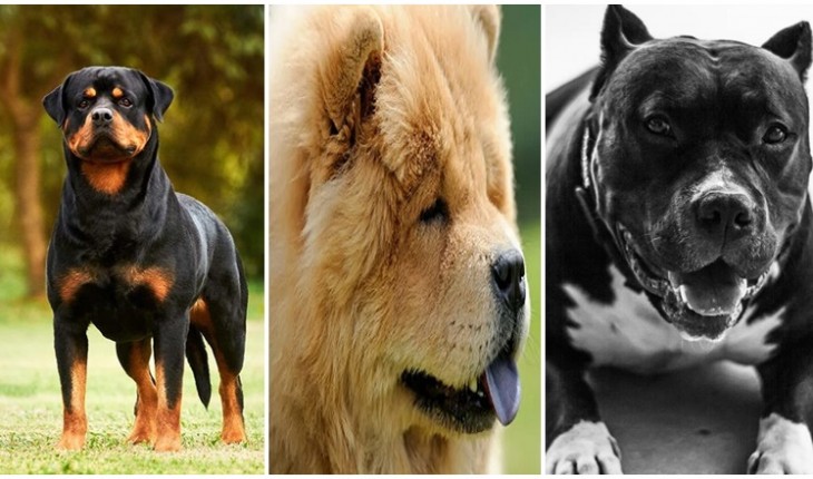 As 10 raças de cão mais perigosas: ‘força e violência’