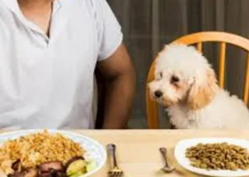 5 alimentos que você jamais deve dar para o seu cachorro