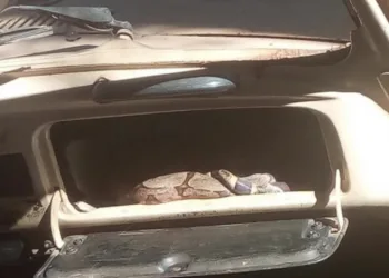 Jiboia é encontrada dentro de porta-luvas de carro e deixa moradores em pânico