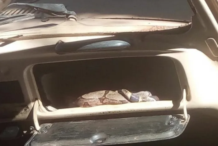 Jiboia é encontrada dentro de porta-luvas de carro e deixa moradores em pânico