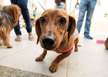 AGORA É LEI!! PROIBIDO O SACRIFÍCIO DE ANIMAIS!!