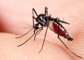 ALERTA!!SURTO DE CHIKUNGUNYA EM CAMPO GRANDE!!