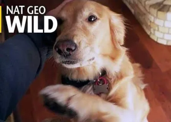 CANAL DE TV TERÁ PROGRAMAÇÃO ESPECIAL PARA PET’S DURANTE O RÉVEILLON