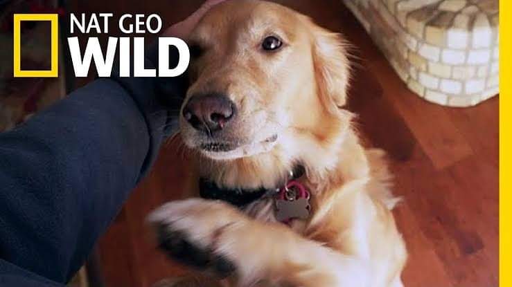 CANAL DE TV TERÁ PROGRAMAÇÃO ESPECIAL PARA PET’S DURANTE O RÉVEILLON