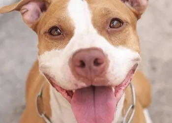 Falso veterinário é preso no momento em que iria cortar orelha de pitbull