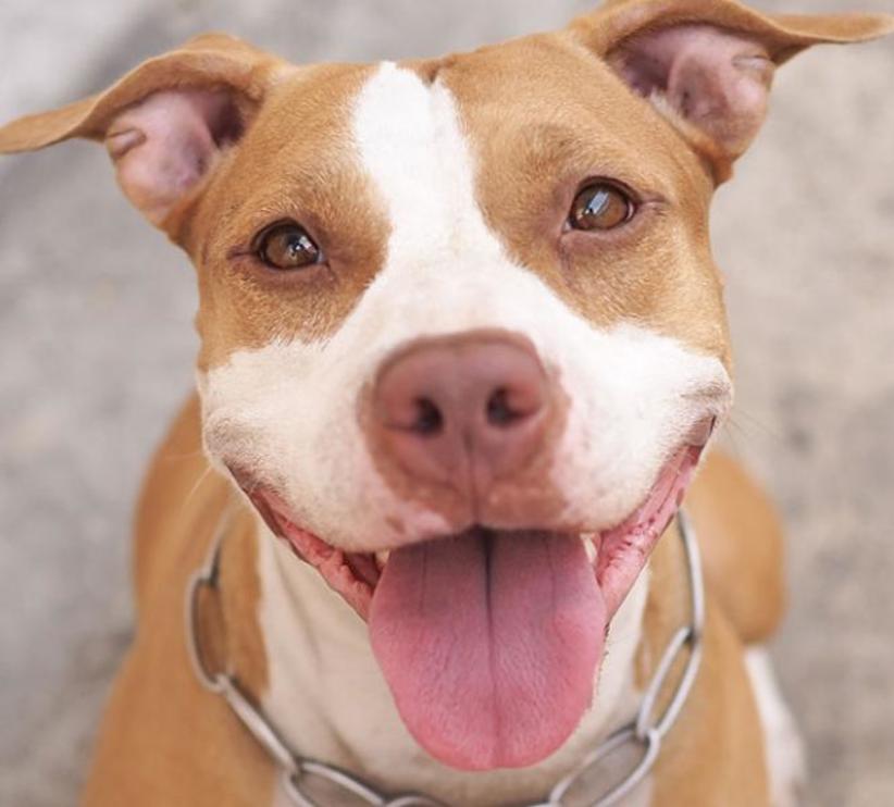 Falso veterinário é preso no momento em que iria cortar orelha de pitbull