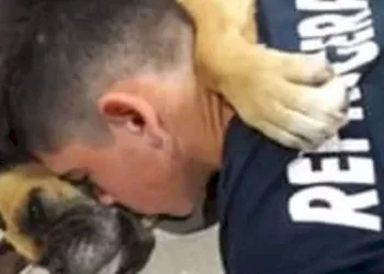 Cadela morre abraçada ao dono durante queima de fogos de artifício
