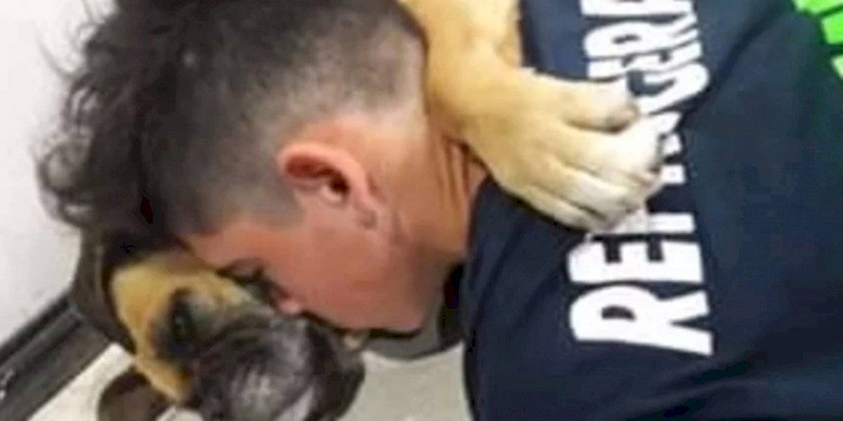 Cadela morre abraçada ao dono durante queima de fogos de artifício