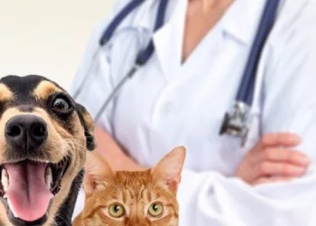 Castração de animais tem grande queda na gestão Crivella