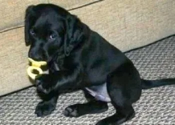 Seu cachorro não pode nunca comer esses 5 objetos; o 4º é bem comum, porém fatal