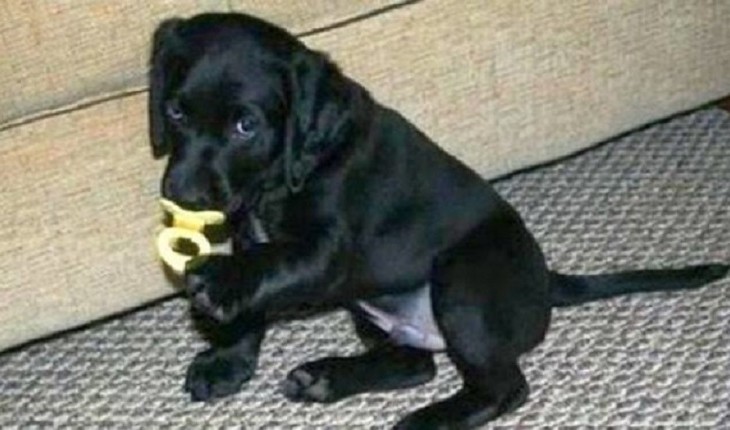 Seu cachorro não pode nunca comer esses 5 objetos; o 4º é bem comum, porém fatal