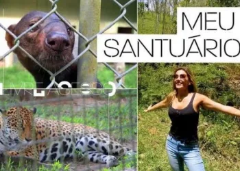 Luísa Mell compra floresta de 1 milhão de m² para proteger os bichinhos