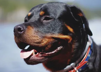 Veja quais são as principais doenças nos cães da raça rottweiler
