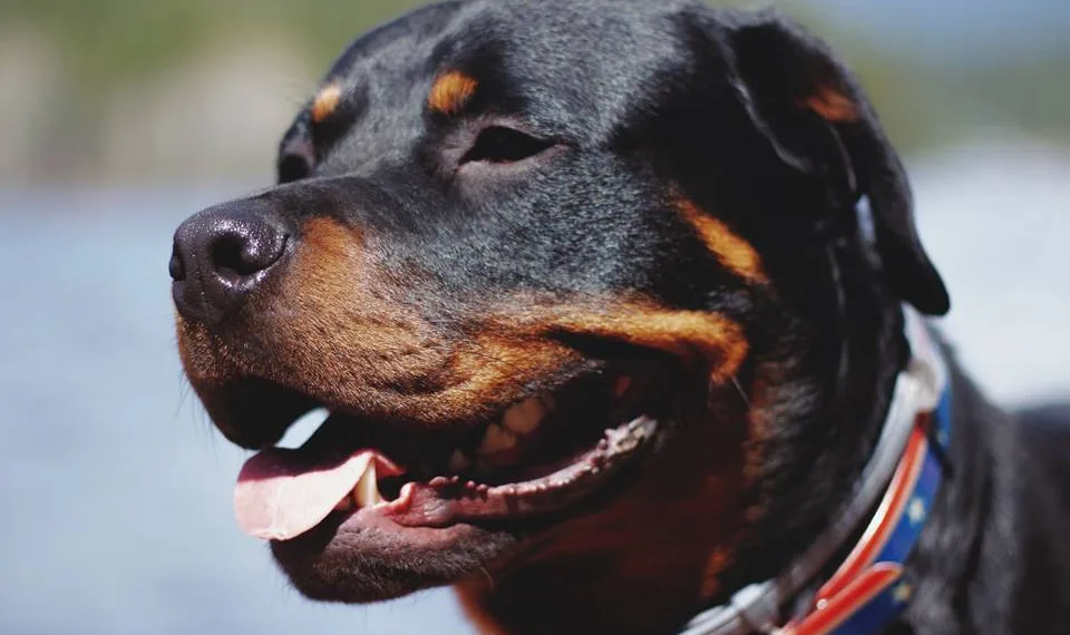 Veja quais são as principais doenças nos cães da raça rottweiler