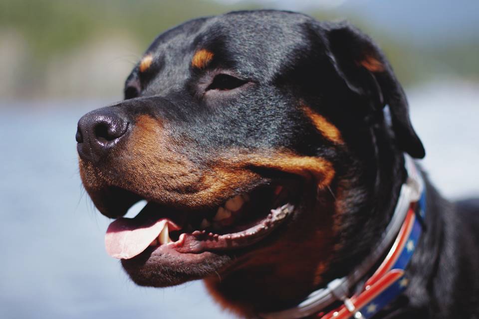 Veja quais são as principais doenças nos cães da raça rottweiler