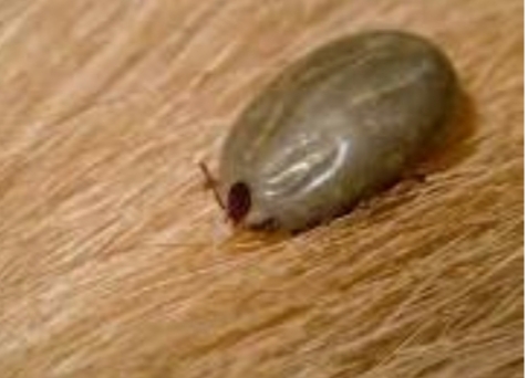 ÉPOCA DE CARRAPATOS, FIQUEM ATENTOS!