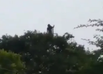 Fantasma de mulher? Lobisomem? Entenda a “aparição” em vídeo que está aterrorizando os grupos de WhatsApp