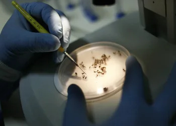 Dengue tipo 2 é a grande preocupação deste verão