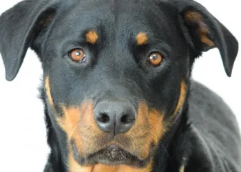 Ciência confirma que cachorros conseguem identificar pessoas ruins
