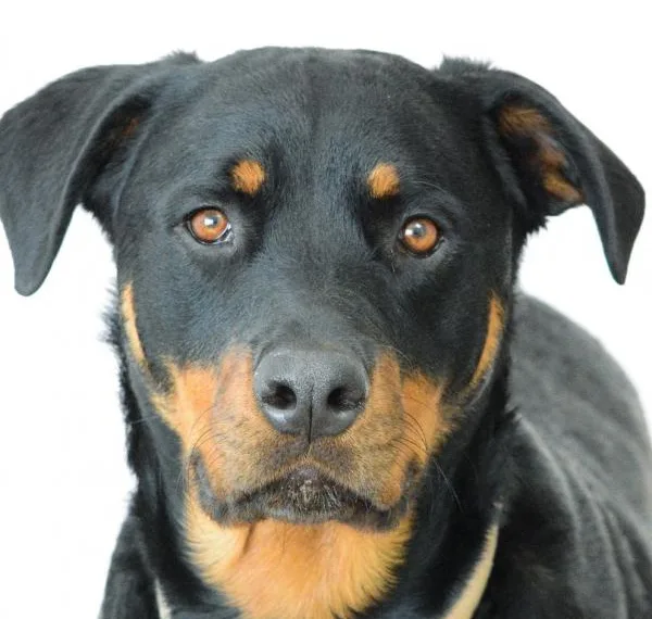 Ciência confirma que cachorros conseguem identificar pessoas ruins