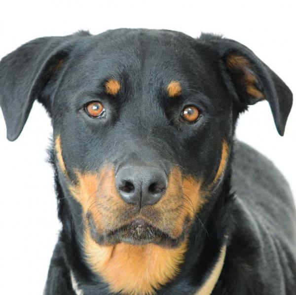 Ciência confirma que cachorros conseguem identificar pessoas ruins