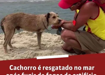 CÃO É RESGATADO DO MAR APÓS FUGIR DOS FOGOS