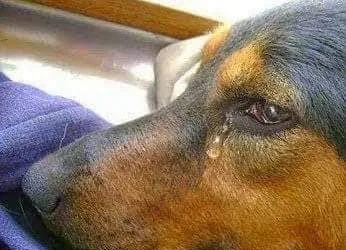 A TRISTE DESPEDIDA DE UM GRANDE AMIGO…