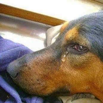 A TRISTE DESPEDIDA DE UM GRANDE AMIGO…