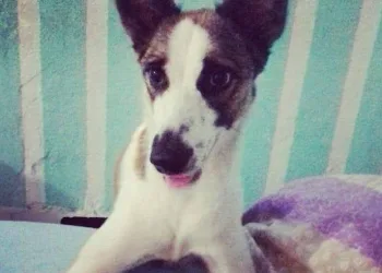 CADELA DESAPARECIDA EM CAMPO GRANDE!! DONA PEDE AJUDA
