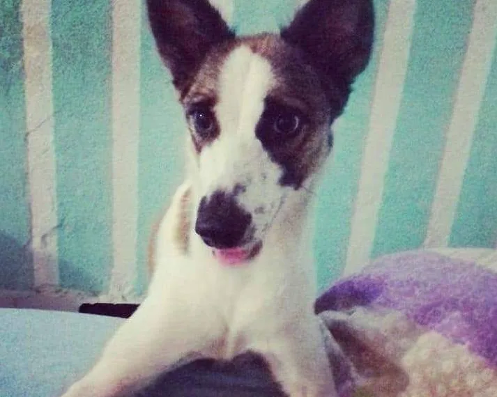 CADELA DESAPARECIDA EM CAMPO GRANDE!! DONA PEDE AJUDA