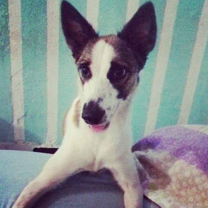 CADELA DESAPARECIDA EM CAMPO GRANDE!! DONA PEDE AJUDA