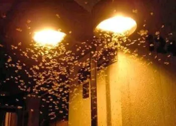 Como se cadastrar no alerta da Defesa Civil