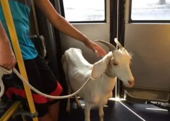 Bode é flagrado dentro de ônibus do BRT na zona oeste