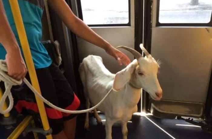 Bode é flagrado dentro de ônibus do BRT na zona oeste
