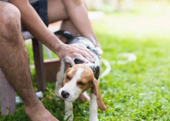 Qual a frequência certa para dar banho em cães? Veja 10 dicas