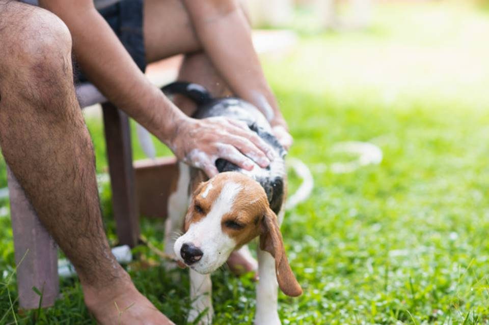 Qual a frequência certa para dar banho em cães? Veja 10 dicas