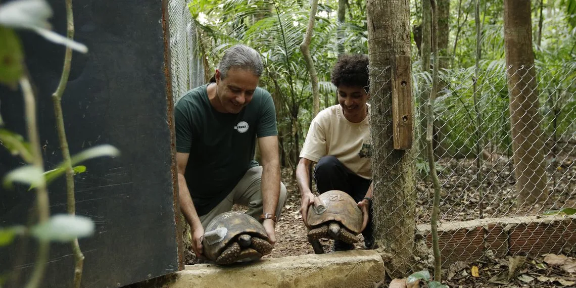 Depois de 200 anos, jabutis voltam ao Parque Nacional da Tijuca no Rio