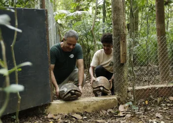 Depois de 200 anos, jabutis voltam ao Parque Nacional da Tijuca no Rio